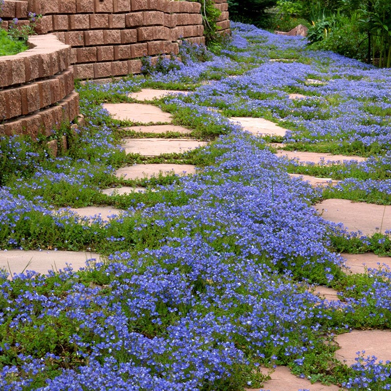 Tread On Me Evergreen Groundcover Collection - Image 5