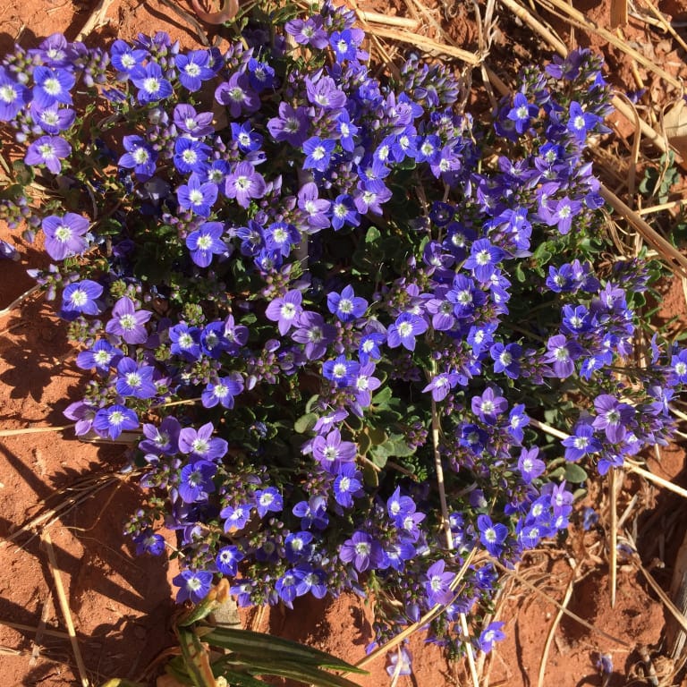 Turkish Veronica - Image 5
