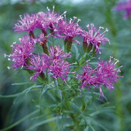 Iron Butterfly Ironweed (Vernonia) - Image 2