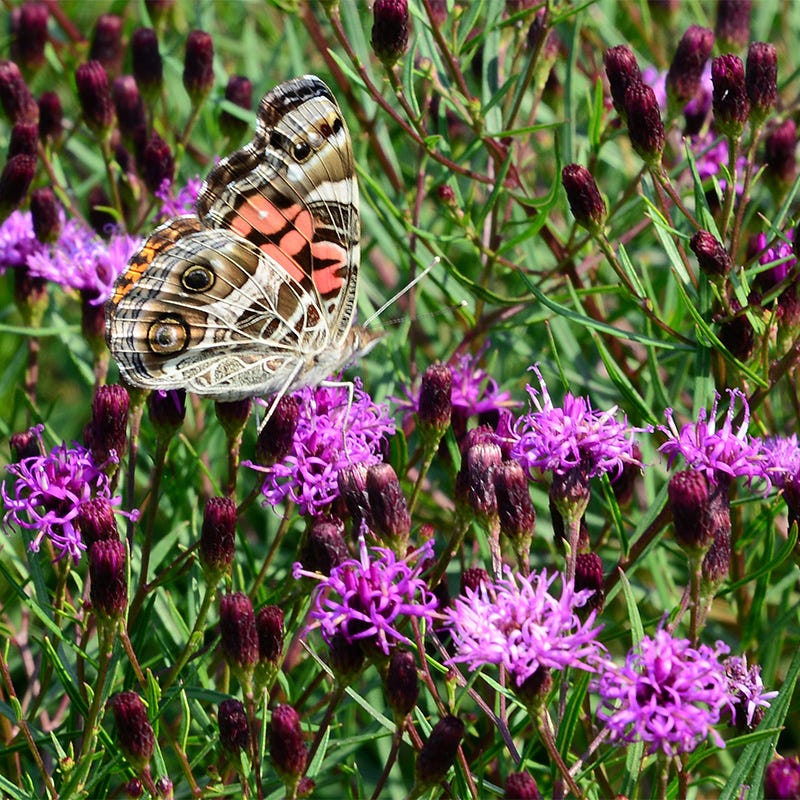 Native Southwest Songbird Pre-Planned Garden - Image 18