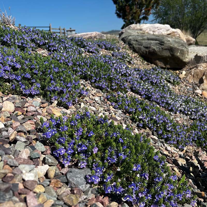 Blue Woolly Veronica - Image 3