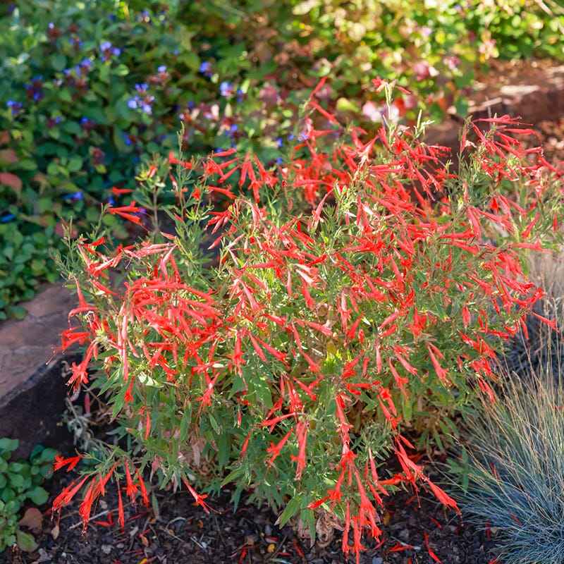 Sky Island Orange Hummingbird Trumpet (Zauschneria) - Image 3