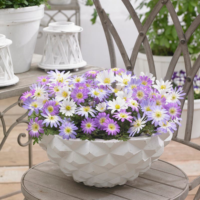 Anemone blanda Mix - Image 3