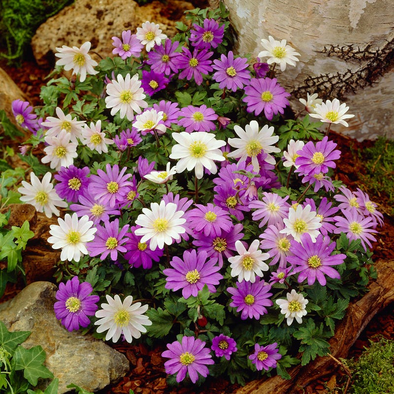 Anemone blanda Mix - Image 4