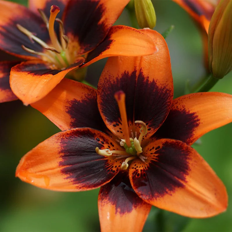 Forever Susan Asiatic Lily - Image 3
