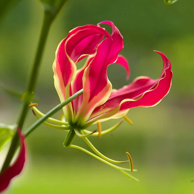 Bold Bouquet Flower Bulb Collection - Image 3