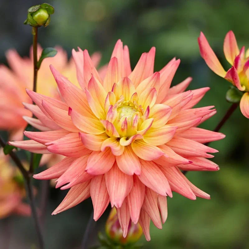 Allergy Friendly Flower Bulb Collection - Image 4
