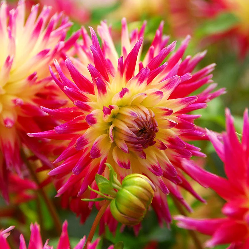 Tahiti Sunrise Semi-Cactus Dahlia