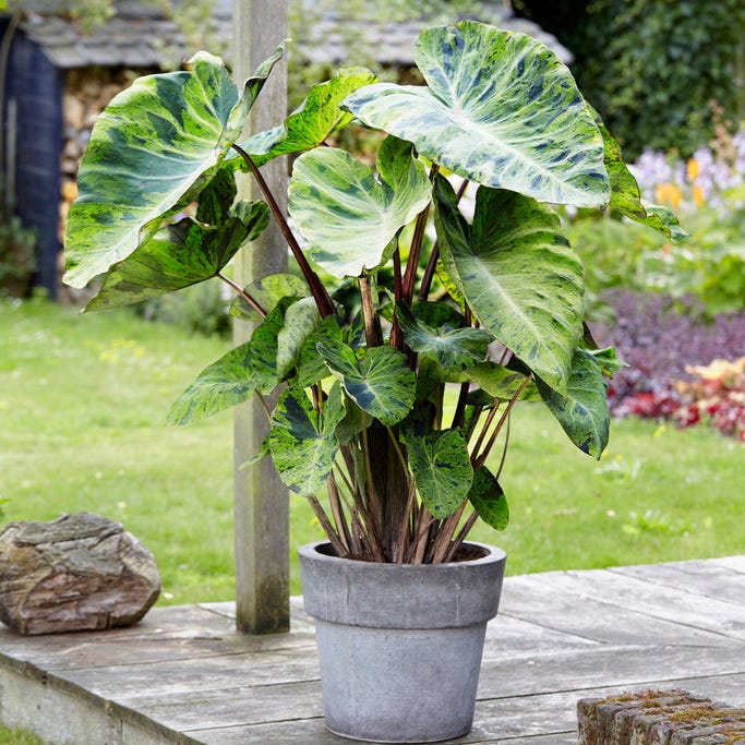 Mojito Elephant Ear - Image 3