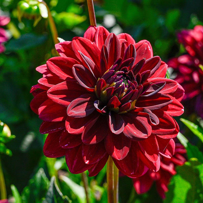 Rioja Spanish Red Bulb Collection - Image 3