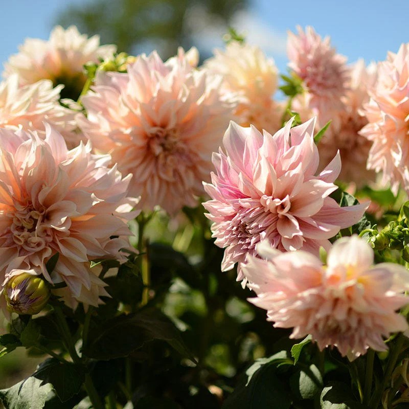 Cafe au Lait Dinnerplate Dahlia - Image 3