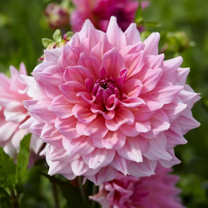 Otto's Thrill Dinnerplate Dahlia - Image 2