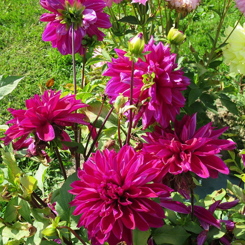 Thomas Edison Dinnerplate Dahlia - Image 4