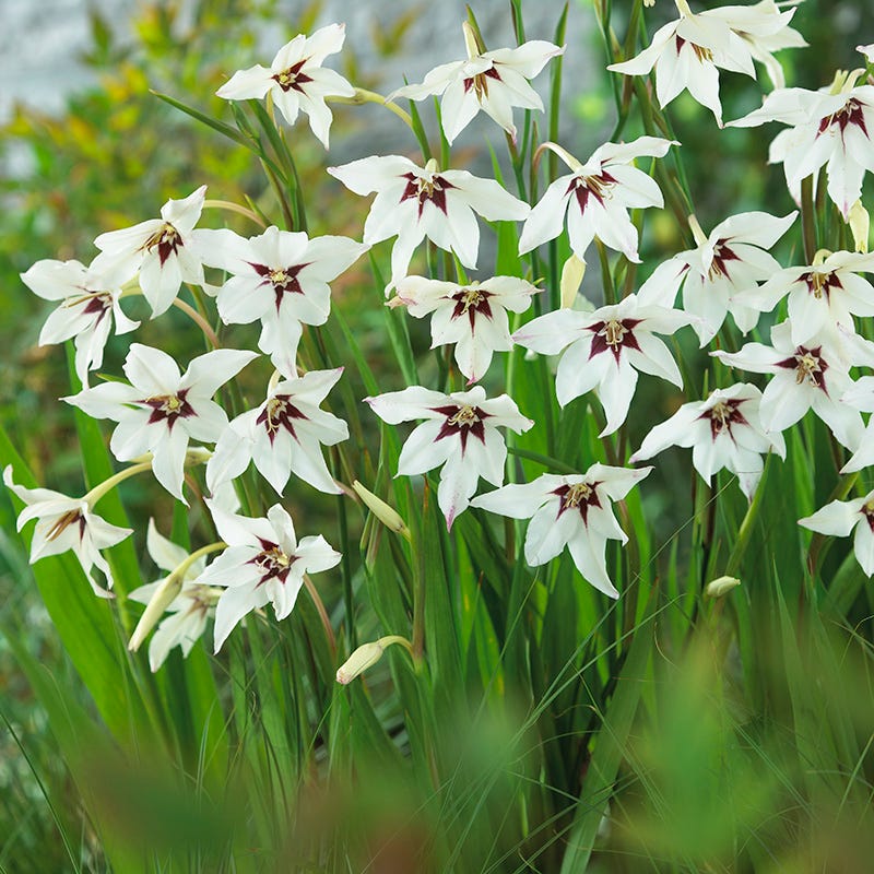 Peacock Orchid - Image 2