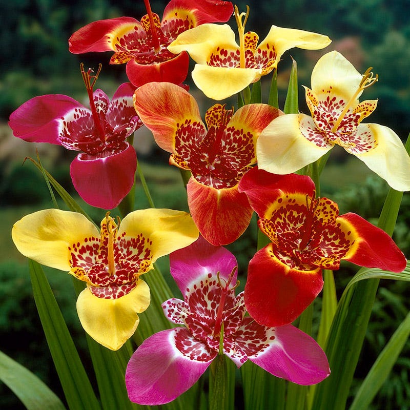 Tiger Flower Mix (Tigridia) - Image 2