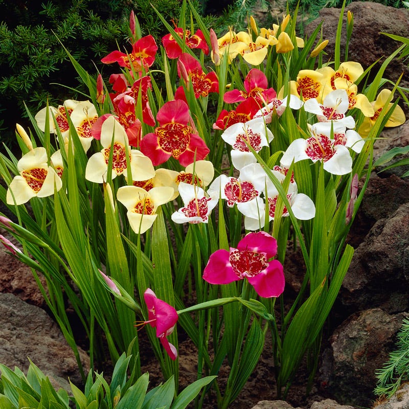 Tiger Flower Mix (Tigridia) - Image 3