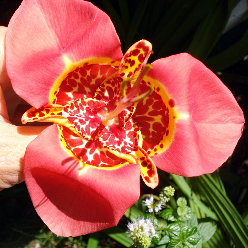 Tiger Flower Mix (Tigridia) - Image 4